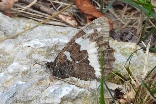 Great Banded Grayling