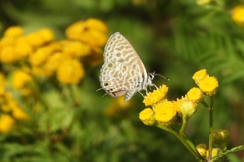 Lang's Short-tailed Blue