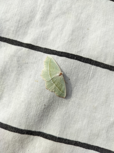 Light Emerald