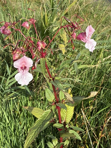 Himalayan balsam