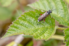 Macrophya punctumalbum