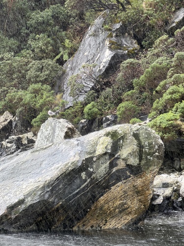 iNaturalist image