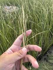Sporobolus alterniflorus, photograph (c) 沈玟伶(Wen-Ling Shen), some rights reserved (CC BY)