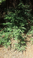 Sequoia sempervirens