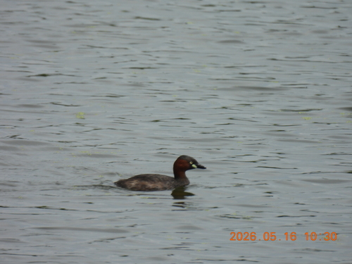 iNaturalist image