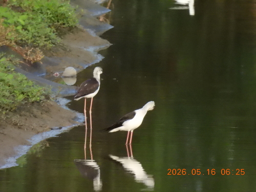 iNaturalist image