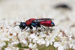Chrysis chrysostigma