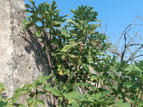 common fig