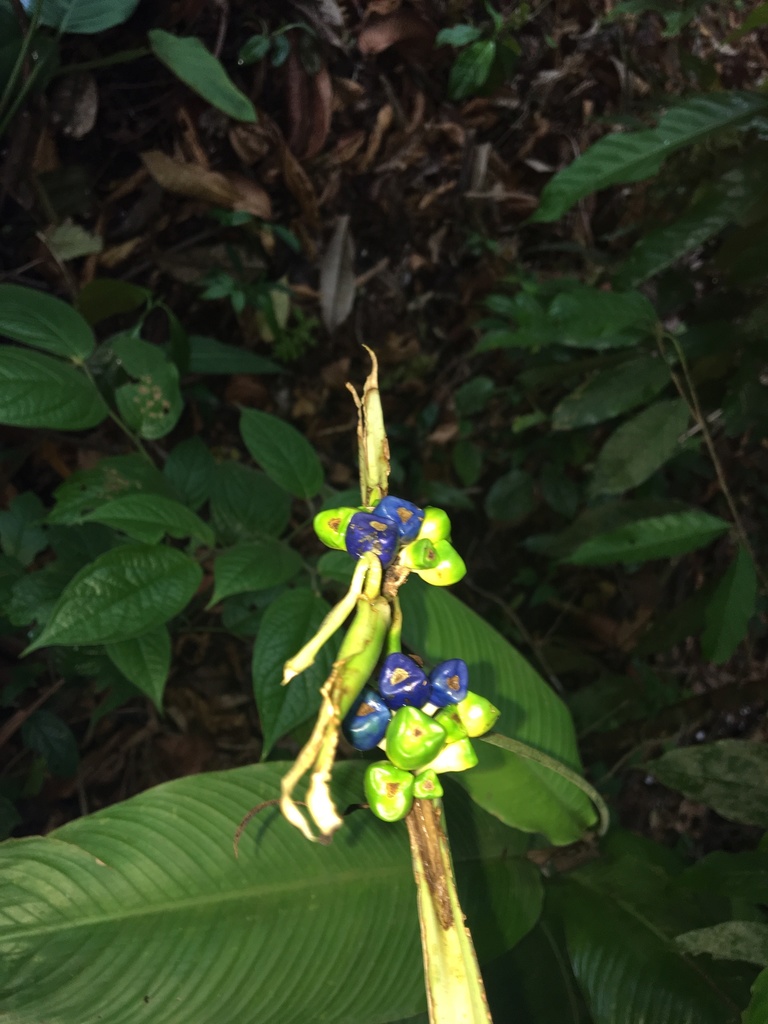 Heliconia calatheiphylla