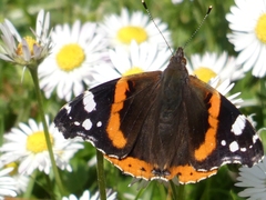 Vanessa atalanta
