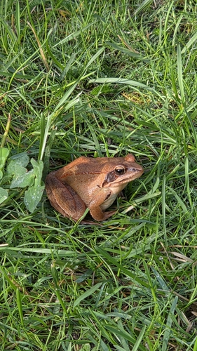 Agile Frog