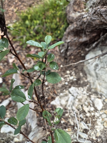 Amelanchier ovalis, photograph 3