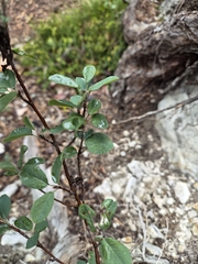 (c) Catherine Faber, some rights reserved (CC BY) Amelanchier ovalis, photograph (c) Catherine Faber, some rights reserved (CC BY)