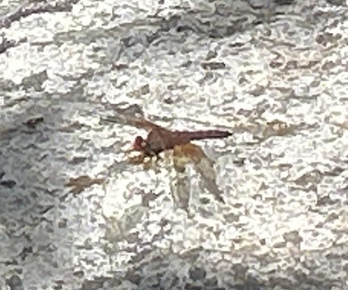 Red Rock Skimmer