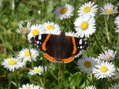 Vanessa atalanta