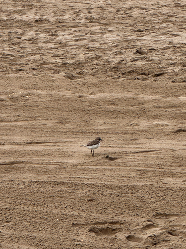 Kentish Plover