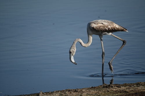 iNaturalist image