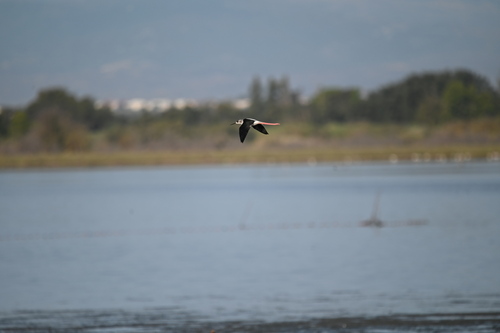 iNaturalist image