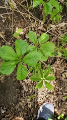 Parthenocissus quinquefolia