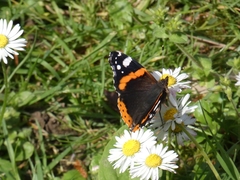 Vanessa atalanta