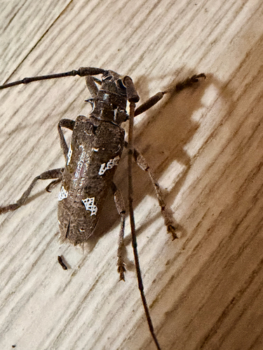 Plagiohammus spinipennis, 2026-05-09