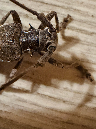 Plagiohammus spinipennis, 2026-05-09