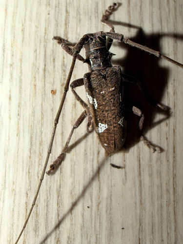 Plagiohammus spinipennis, 2026-05-09