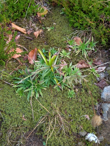 Jasione laevis, photograph 6