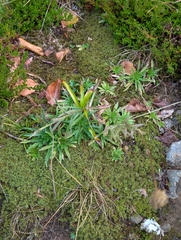 Jasione laevis, photograph (c) Denys Vynokurov, some rights reserved (CC BY)