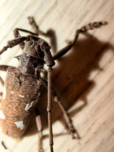 Plagiohammus spinipennis, 2026-05-09