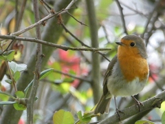 Erithacus rubecula