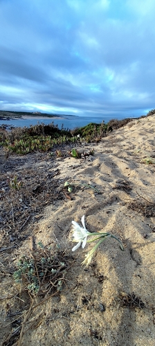 Sea Daffodil