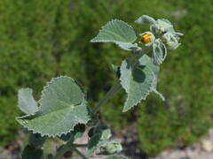 (c) Krzysztof Ziarnek, some rights reserved (CC BY) Abutilon pannosum, photograph (c) Krzysztof Ziarnek, some rights reserved (CC BY)