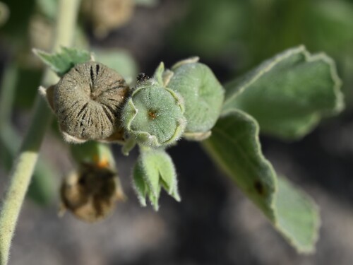 Abutilon pannosum, photograph 3
