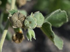 (c) Krzysztof Ziarnek, some rights reserved (CC BY) Abutilon pannosum, photograph (c) Krzysztof Ziarnek, some rights reserved (CC BY)
