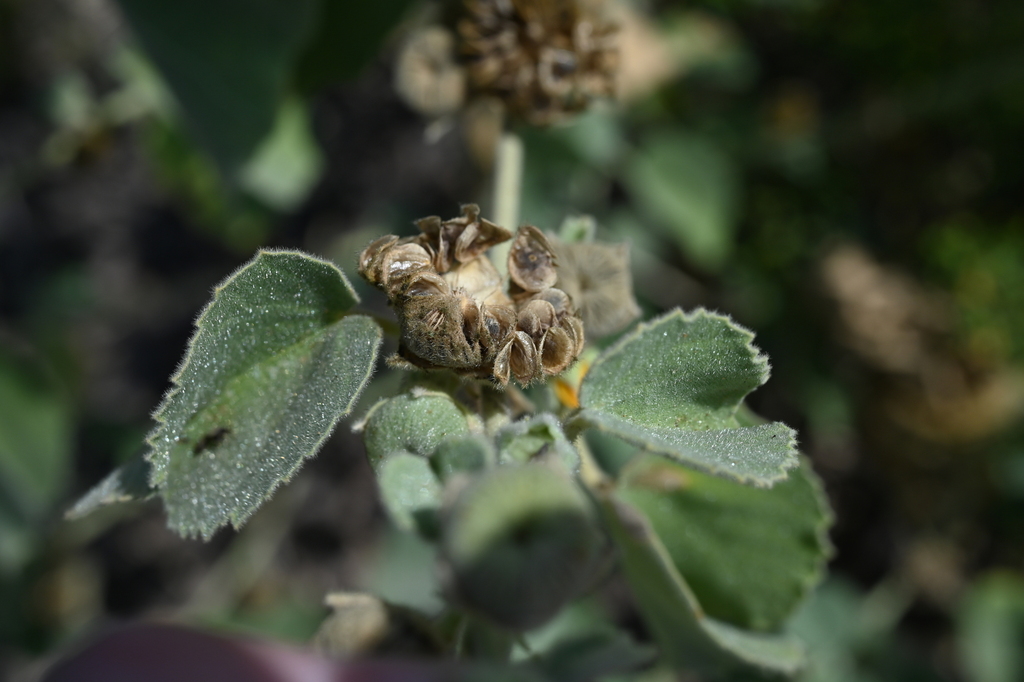 Abutilon pannosum; photograph (c) Krzysztof Ziarnek, some rights reserved (CC BY)