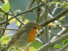 Erithacus rubecula