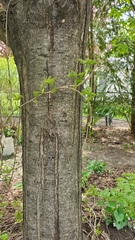 Parthenocissus quinquefolia