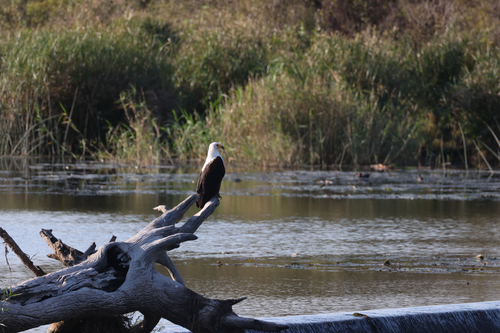 iNaturalist image