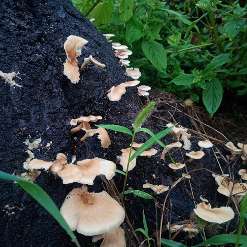 Lentinus squarrosulus observed 2026-09-09