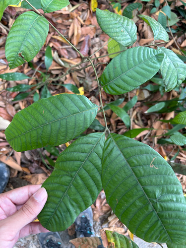 Dimocarpus malesianus observed 2026-08-31