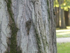 Certhia brachydactyla