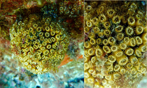 Cushion Coral