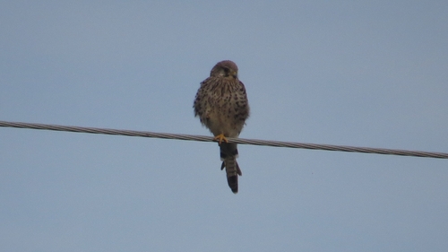 Eurasian Kestrel