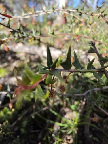 Acacia gunnii