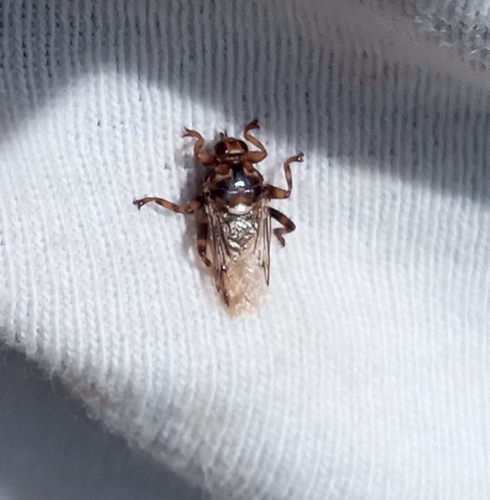 New Forest fly