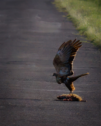 iNaturalist image