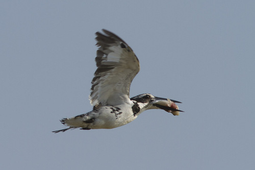 iNaturalist image