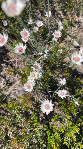 Argentipallium obtusifolium observed 2026-09-08
