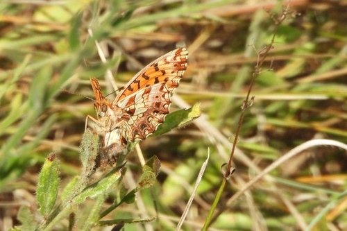 Weaver's Fritillary